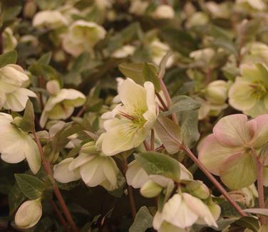 Helleborus x 'Frostkiss? 'Molly's White'' - Lenten Rose from Pleasant Run Nursery