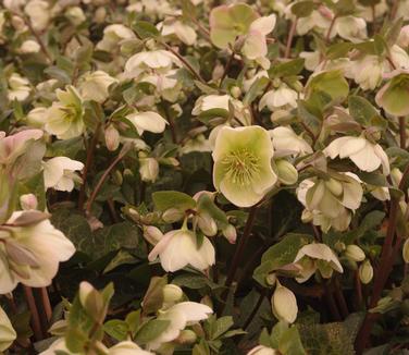 Helleborus x Frostkiss 'Molly's White'