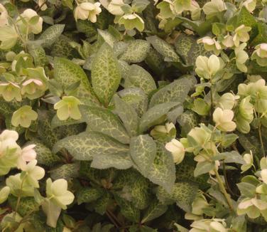 Helleborus x 'Frostkiss 'Molly's White'' - Lenten Rose from Pleasant Run Nursery