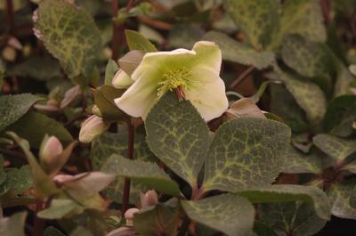 Helleborus x Frostkiss 'Molly's White'