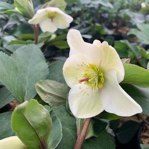 Helleborus x glandorfensis HGC® Ice N' Roses® 'White'