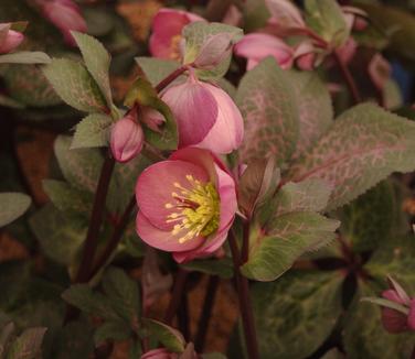 Helleborus x Frostkiss 'Penny's Pink'