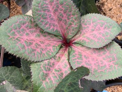  Helleborus x Frostkiss 'Penny's Pink'