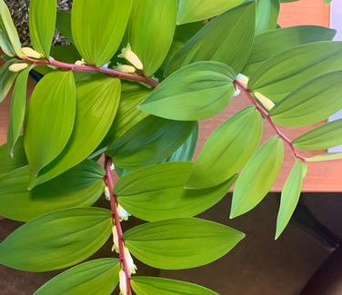 Polygonatum odoratum Ruby Slippers