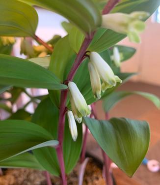 Polygonatum odoratum Ruby Slippers