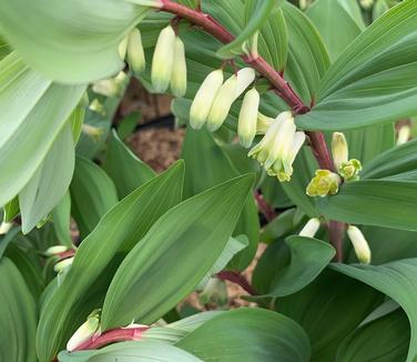 Polygonatum odoratum 'Ruby Slippers' - Solomon's Seal from Pleasant Run Nursery