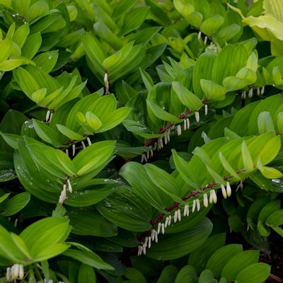 Polygonatum odoratum Ruby Slippers (Photo: Walters Gardens Inc)