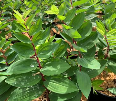 Polygonatum odoratum 'Ruby Slippers' - Soloman's Seal from Pleasant Run Nursery