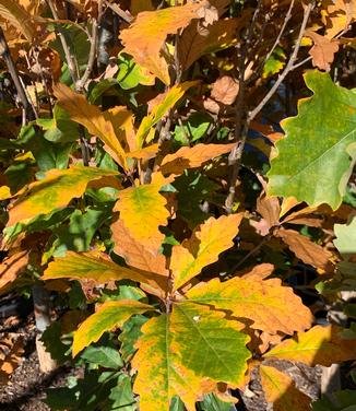 Quercus bicolor Beacon® - Swamp White Oak from Pleasant Run Nursery