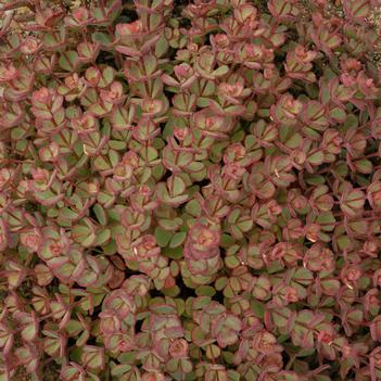 Sedum sieboldii (Photo: Walters Gardens, Inc)