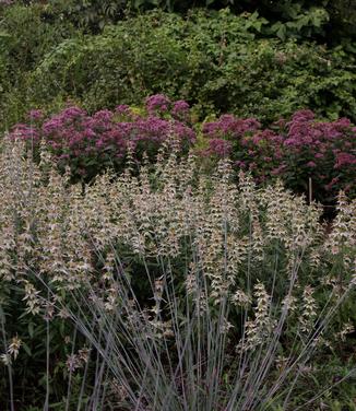 Monarda punctata