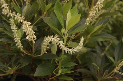 Clethra alnifolia Einstein