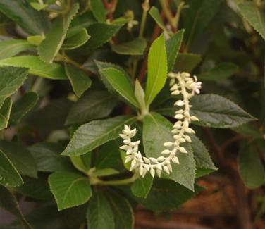 Clethra alnifolia Einstein