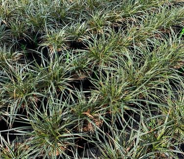 Carex morrowii EverColor 'Everglow' - Japanese Grass Sedge from Pleasant Run Nursery