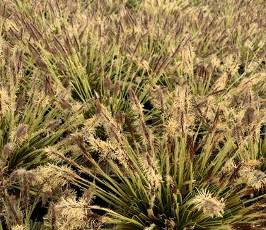 Carex morrowii 'EverColor 'Everglow'' - Japanese Grass Sedge from Pleasant Run Nursery