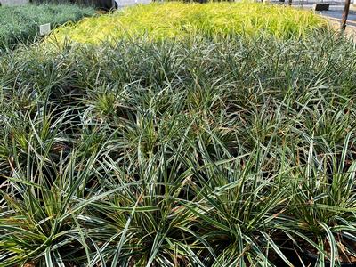 Carex morrowii EverColor 'Everglow' - Japanese Grass Sedge from Pleasant Run Nursery