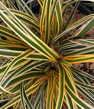 Carex morrowii EverColor 'Everglow' - Japanese Grass Sedge from Pleasant Run Nursery