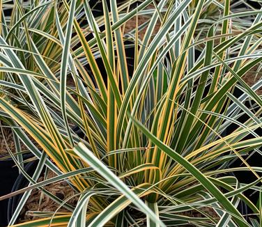 Carex morrowii EverColor 'Everglow' - Japanese Grass Sedge from Pleasant Run Nursery