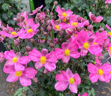 Anemone x hybrida Fantasy™ 'Red Riding Hood' - Windflower from Pleasant Run Nursery