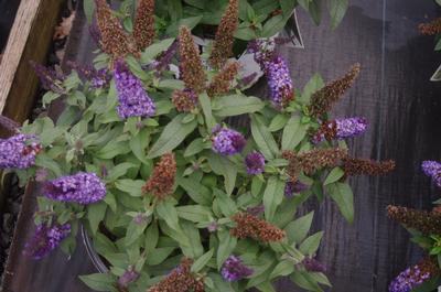 Buddleia x Pugster Blue