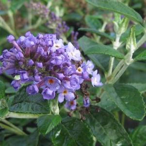 Buddleia x Flutterby Petite® 'Blue Heaven'