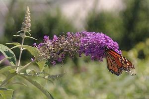 Buddleia x Lo & Behold® 'Blue Chip'