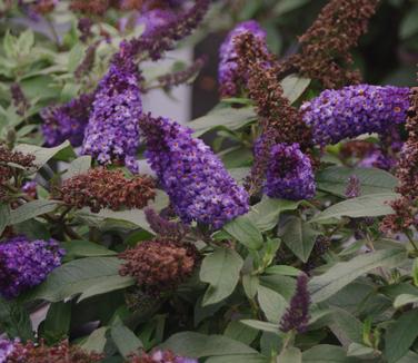 Buddleia x Pugster Blue