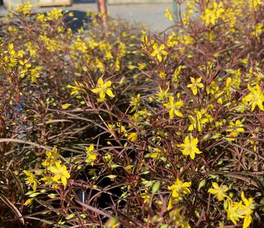 Lysimachia lanceolata var. purpurea - Lance-leaved Loosestrife from Pleasant Run Nursery