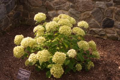 Hydrangea arborescens Invincibelle Wee White