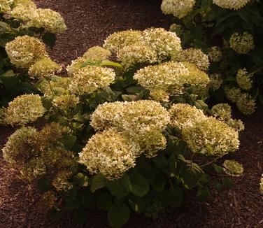 Hydrangea arborescens Invincibelle Wee White