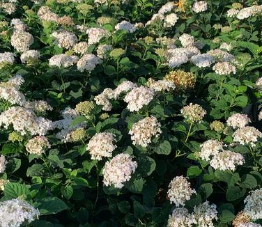 Hydrangea arborescens Invincibelle Wee White - Smooth Hydrangea from Pleasant Run Nursery