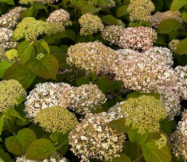 Hydrangea arborescens 'Invincibelle Wee White®' - Smooth Hydrangea from Pleasant Run Nursery