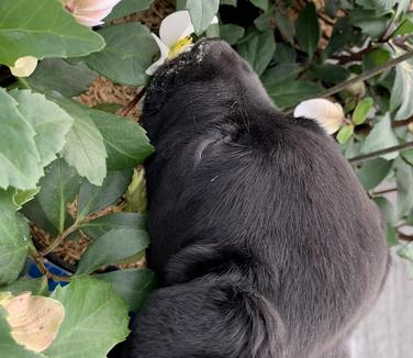  Helleborus niger HGC 'Jacob' (with Rosa)