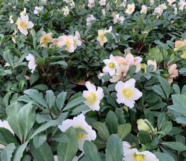  Helleborus niger HGC 'Jacob'