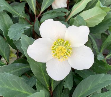  Helleborus niger HGC® 'Jacob'