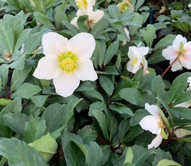 Helleborus niger 'HGC 'Jacob'' - Christmas Rose from Pleasant Run Nursery