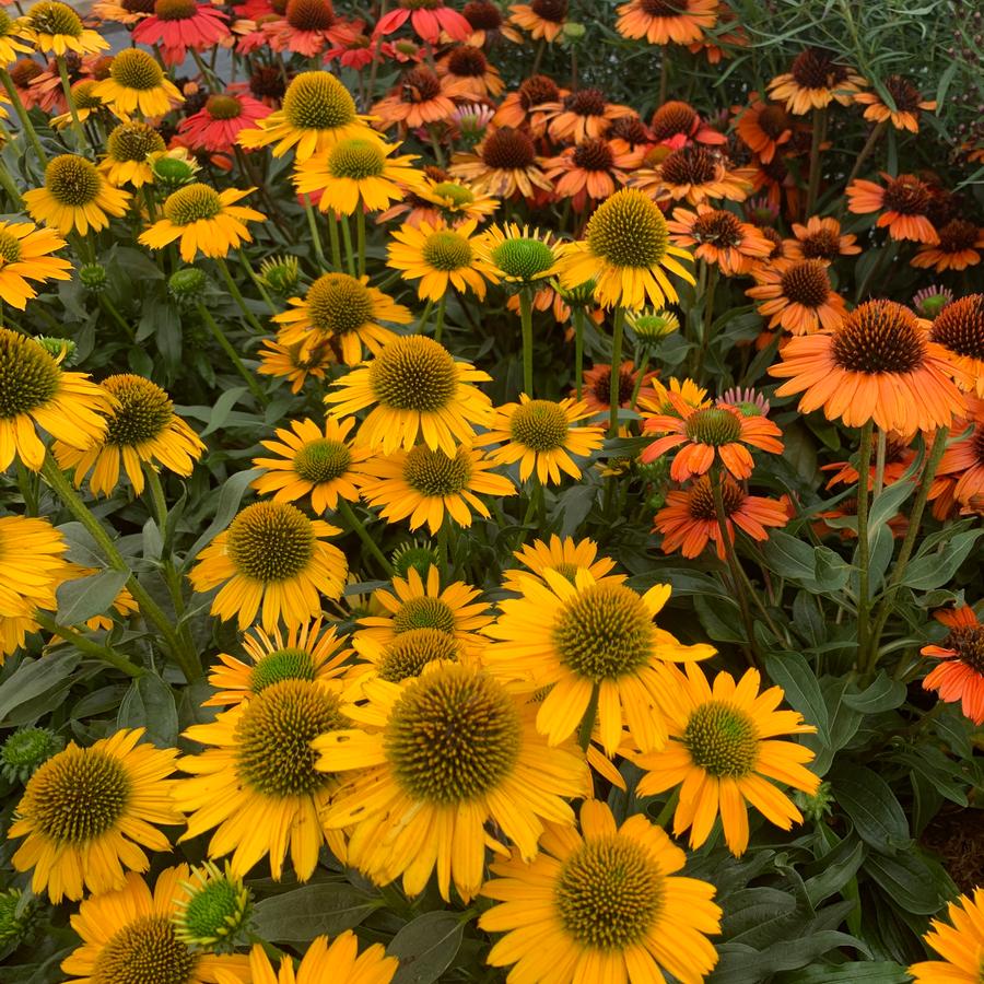 Echinacea purpurea Kismet 'Yellow' 