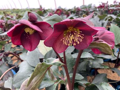 Helleborus x glandorfensis HGC Ice N' Roses 'Red'