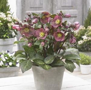 Helleborus x Frostkiss® Pippa's Purple®