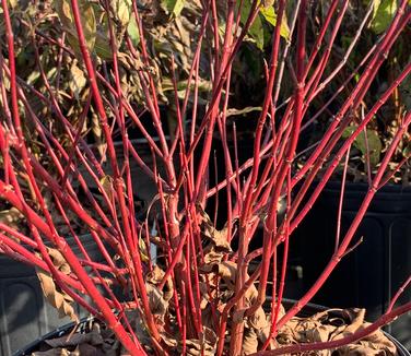 Cornus sericea (stolonifera) 'Kelseyi' - Redosier Dogwood from Pleasant Run Nursery