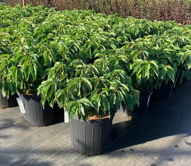 Cornus sericea (stolonifera) 'Kelseyi' - Redosier Dogwood from Pleasant Run Nursery