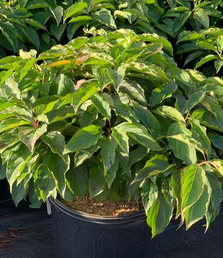 Cornus sericea (stolonifera) 'Kelseyi' - Redosier Dogwood from Pleasant Run Nursery