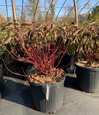 Cornus sericea (stolonifera) 'Kelseyi' - Redosier Dogwood from Pleasant Run Nursery