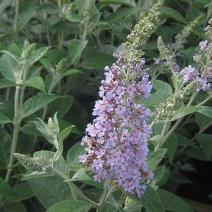 Butterfly Bush
