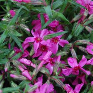 Phlox subulata Scarlet Flame