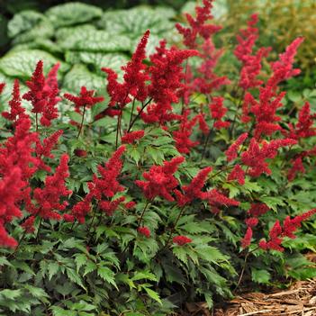 Astilbe x arendsii Fanal (Photo: Walters Gardens, Inc)