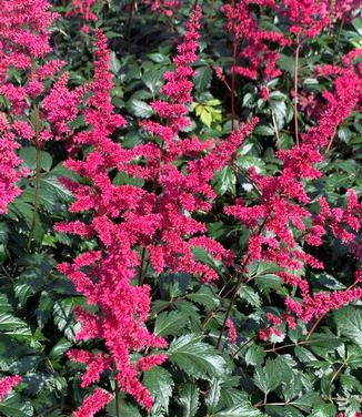 Astilbe x arendsii 'Fanal' - Hybrid Astilbe from Pleasant Run Nursery