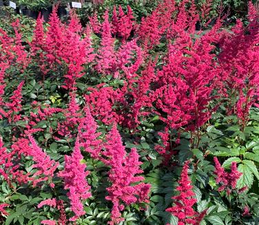 Astilbe x arendsii 'Fanal' - Hybrid Astilbe from Pleasant Run Nursery