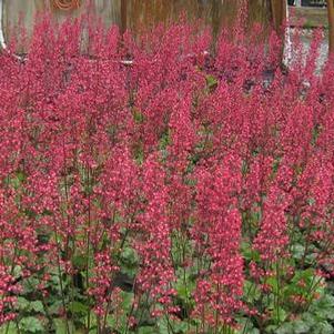 Heuchera x Paris