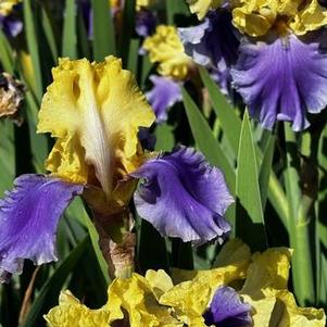 Iris germanica Edith Wolford